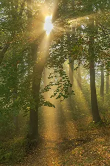 Schwaebische: Foggy autumn forest - first sunrays breaking through