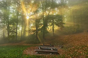 Schwaebische: Foggy autumn forest - sunrays breaking through canopy