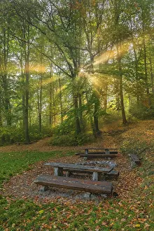 Schwaebische: Foggy autumn forest - sunrays breaking through canopy