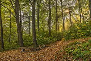 Schwaebische: Foggy autumn forest - sunrays breaking through canopy