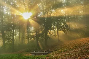 Sunrays: Foggy autumn forest - sunrays breaking through canopy