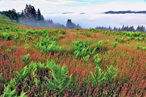 Prairie: Foggy view of grasses and ferns, Dolason Prairie