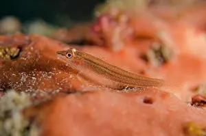 Folded: Folded Ghostgoby on sponge Nudi Retreat dive site