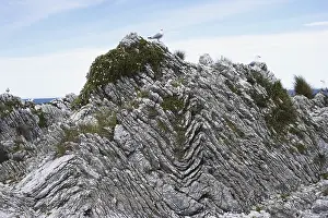 Beds: Folded Limestone, New Zealand