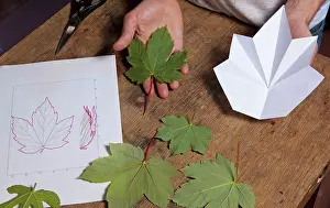 Folding: Folding leaves - can be reproduced in origami
