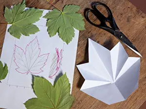 Folding: Folding leaves - can be reproduced in origami