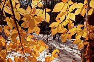 Grandifolia: Foliage of American Beech - (also known as North