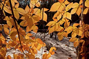 Grandifolia: Foliage of American Beech / North American Beech