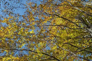 Decidous: Foliage of European beech or common beech forest