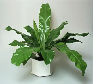 Frond: Foliage plants, zebra plant (Calathea zebrina) in