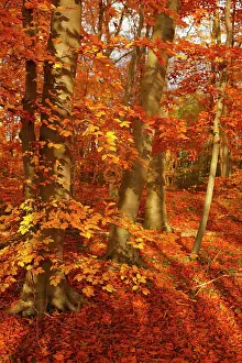 Beeches: Foliage and trunks of beeches (Fagus sylvatica)