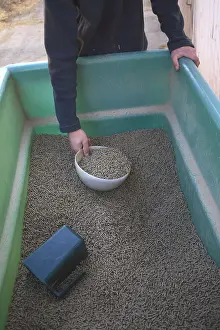 Multitudes: Of food for horses