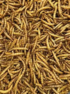 Worm: Food from insects Insect food mealworms dried larvae