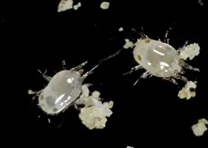 Storage: Food mite