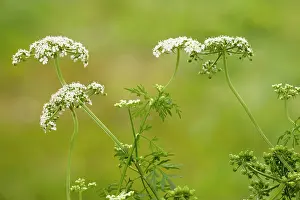 Fools: Fool's Parsley
