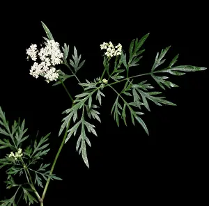 Fools: Fool's parsley