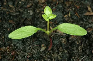 Fools: Fool's parsley seedling