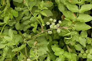 Cress: Fool's water-cress
