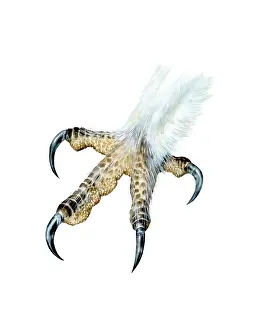 Miles Kelly Publishing: Foot of a Barn Owl