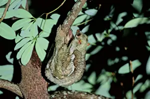 Cynocephalus: Foot of Common Mole (Scalopus aquaticus) (closeup)