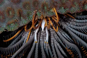 Lobster: in the foot of the Feather Star