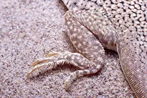 Toes: Foot of Fringe-toed lizard