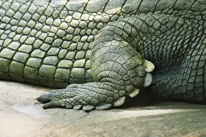 Gavial: Foot of a Gharial