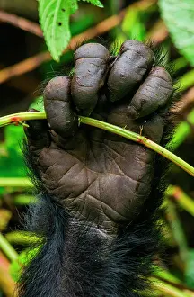 Gorilla: Foot of mountain gorillas (Gorilla beringei beri