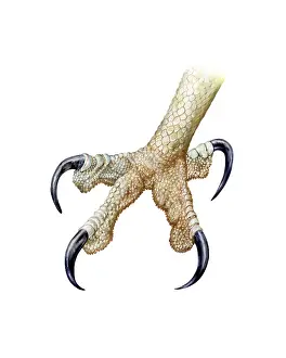 Miles Kelly Publishing: Foot of an Osprey