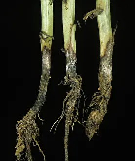 Bean: Foot rot on field bean stem bases
