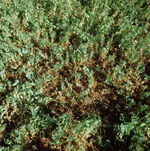 Pisum: Foot rot on pea