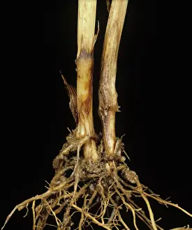 Dying: Foot rot on Wheat stem base