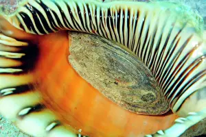 Trumpet: Foot of tritons trumpet (Charonia tritonis), triton