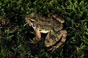 Bonnie Weisser: Foothill Yellow-legged Frog