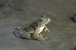 Foothill: Foothill Yellow-legged Frog