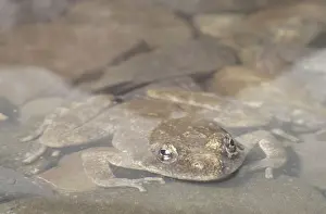 Foothill: Foothill Yellow-legged Frog