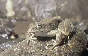 Foothill: Foothill Yellow-legged Frog