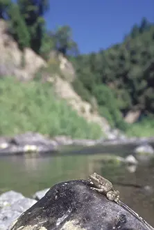 Foothill: Foothill Yellow-legged Frog