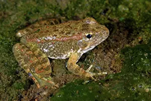 Foothill: Foothill Yellow-legged Frog
