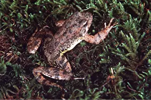 Bonnie Weisser: Foothill Yellow-legged FROG
