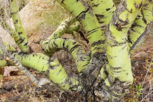 Parkinsonia: Foothills or Yellow Palo Verde