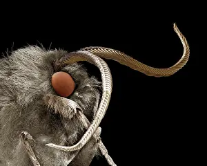 Arctiidae: Footman moth, Family Arctiidae