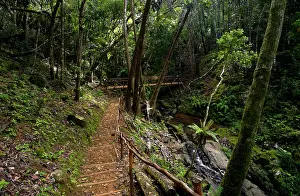 Footpaths: A footpath and a bridge over a stream in Ferney Forest