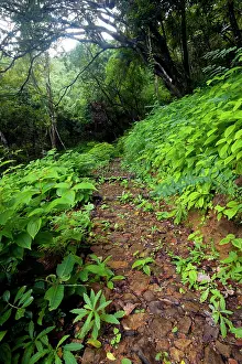 Footpaths: A footpath in Ferney Forest