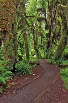 Adam: Footpath through forest draped with Club Moss, Hoh