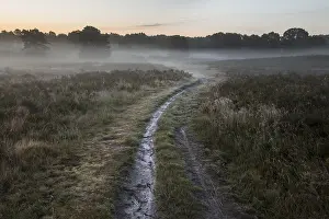 Limburg: Footpath in a misty heathland at sunrise, the N