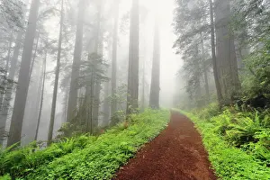 Redwood: Footpath through Redwood trees in fog. Redwood National
