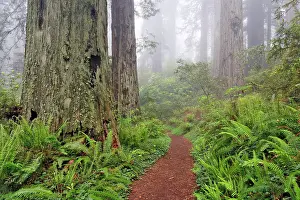 Redwood: Footpath through Redwood trees and Pacific Rhododendron