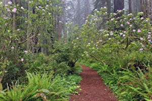Redwood: Footpath through Redwood trees and Pacific Rhododendron