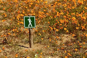 Footpaths: Footpath Sign - among Orange Daisies